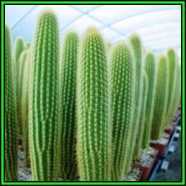 Weberbauerocereus johnsonii Short Thorn - 10 Seed Pack - Exotic Cactus Succulent - NEW
