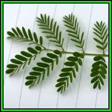 Acacia burkei - Black Monkey Thorn Tree - Swartapiesdoring - 10 Seed Pack - Global Shipping - NEW
