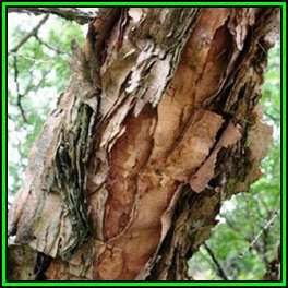 Acacia burkei - Black Monkey Thorn Tree - Swartapiesdoring Seeds - Global Shipping - NEW