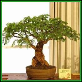 Acacia galpinii - 10 Seed Pack + 30 FREE Ficus Bonsai Seeds + FREE Bonsai eBook - NEW