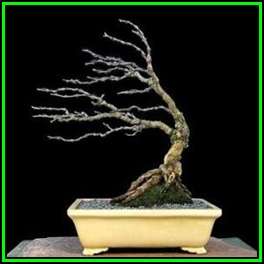 Acacia nigrescens Seeds, Knob Thorn + 30 FREE Ficus Bonsai Seeds + FREE Bonsai eBook - NEW
