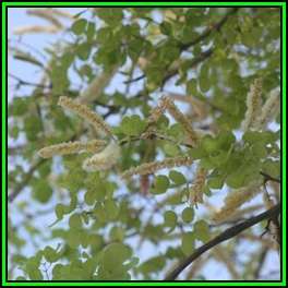 Acacia nigrescens - Knob Thorn Tree, Knopdoring - 10 Seed Pack - Combined Global Shipping - NEW