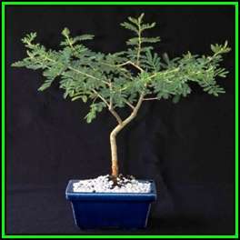 Acacia tortilis - 10 Seed Pack + 30 FREE Ficus Bonsai Seeds + FREE Bonsai eBook - NEW