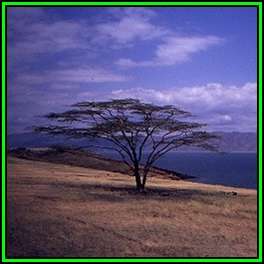 Acacia tortilis Seeds - Umbrella Thorn Tree, Haak-en-Steek - Combined Global Shipping - NEW