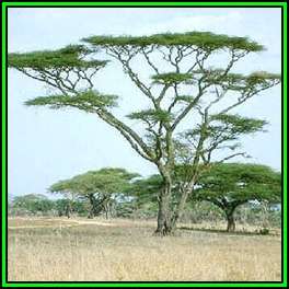 Acacia tortilis - Umbrella Thorn Tree, Haak-en-Steek - 10 Seed Pack - Combined Global Shipping - NEW