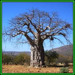 Adansonia digitata - 10 Seed Pack - African Baobab Tree - Succulent + FREE Gifts - NEW