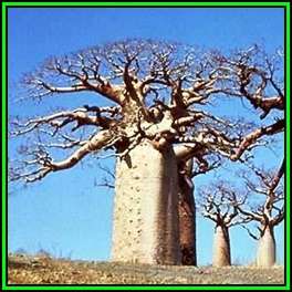 Adansonia digitata - 20 Seed Pack - African Baobab Tree - Succulent + FREE Gifts - NEW