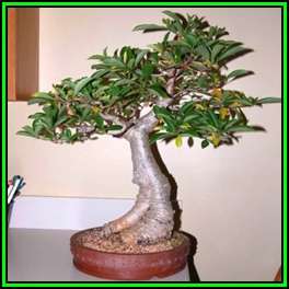 Adansonia digitata - African Baobab Seeds + FREE Gifts Seeds + Bonsai eBook, NEW