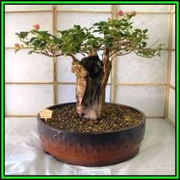 Adansonia digitata - African Baobab - 10 Seeds + FREE Gifts Seeds + Bonsai eBook, NEW