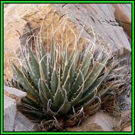 Agave utahensis var. eborispina Seeds -  Exotic Succulent - Worldwide Shipping, NEW