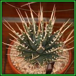 Agave utahensis var. eborispina -  5 Seed Pack - Exotic Succulent - Worldwide Shipping, NEW