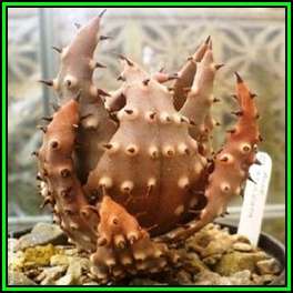 Aloe aculeata -Red Hot Poker Aloe, White Thorn Aloe - 10 Seed Pack - Indigenous Succulent, NEW