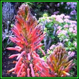 Aloe affinis Seeds - Graskop Aloe - Indigenous Succulent - Worldwide Shipping, NEW