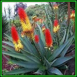Aloe africana - African Aloe - 10 Seed Pack - Indigenous Aloe Succulent - Worldwide Shipping - NEW