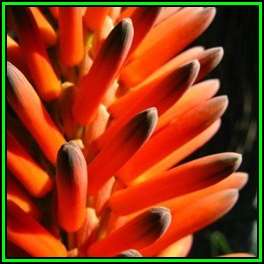 Aloe arborescens Orange Krantz Aloe Seeds - Indigenous Succulent -Combined Global Ship- NEW