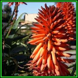 Aloe arborescens Orange Krantz Aloe- 10 Seed Pack - Indigenous Succulent -Combined Global Ship- NEW