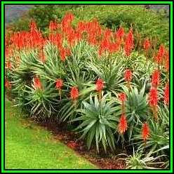 Aloe arborescens Seeds - Red Krantz Aloe - Indigenous Succulent - Worldwide Shipping, NEW