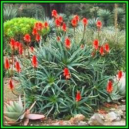 Aloe arborescens - Red Krantz Aloe - 10 Seed Pack Indigenous Succulent - Worldwide Shipping, NEW