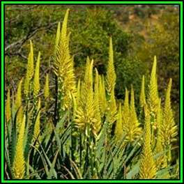Aloe arborescens - Yellow Krantz Aloe - 5 Seed Pack Indigenous Succulent - Worldwide Shipping - NEW