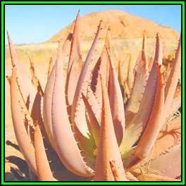 Aloe asperifolia Seeds - Exotic Namibian Succulent + GET FREE SEEDS WITH ALL ORDERS - NEW