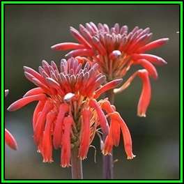 Aloe branddraaiensis - 10 Seed Pack - Indigenous Succulent - Worldwide Shipping - NEW