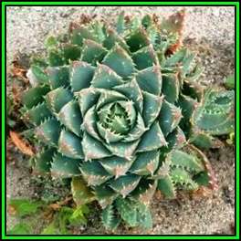 Aloe brevifolia Seeds - Kleinaalwyn - Indigenous Succulent - Worldwide Shipping - NEW