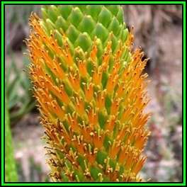 Aloe broomii - Mountain Aloe, Snake Aloe - 10 Seed Pack - Indigenous South African Succulent - NEW