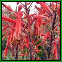 Aloe burgerfortensis - 5 Seed Pack - Indigenous Succulent - Worldwide Shipping - NEW
