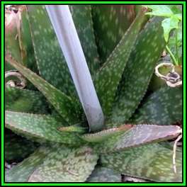 Aloe burgerfortensis Seeds - Indigenous Succulent - Worldwide Shipping - NEW