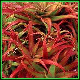 Aloe cameronii Seeds - Red Aloe - Exotic Succulent from Central Africa - Worldwide Shipping, NEW