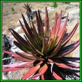 Aloe capitata var cipolinicola - 5 Seed Pack - Succulent from Madagascar - Worldwide Shipping - NEW
