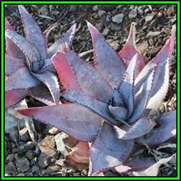 Aloe capitata var quartziticola Seeds - Madagascan Succulent - Worldwide Shipping - NEW