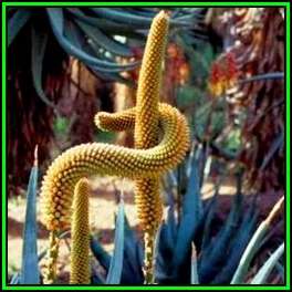 Aloe castanea - Cat's Tail Aloe Seeds - Indigenous Aloe Succulent - Worldwide Shipping, NEW