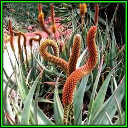 Aloe castanea - Cat's Tail Aloe - 10 Seed Pack - Indigenous Aloe Succulent - Worldwide Shipping, NEW