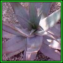 Aloe chabaudii - 10 Seed Pack Indigenous Succulent - Worldwide Shipping - NEW