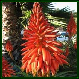 Aloe chabaudii Seeds - Indigenous Succulent - Worldwide Shipping - NEW