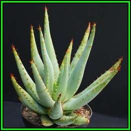 Aloe claviflora - Kraal Aloe Seeds - Indigenous Succulent - Worldwide Shipping - NEW