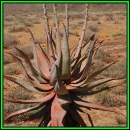 Aloe comosa - Clanwilliam Aloe Seeds - Indigenous Succulent - Worldwide Shipping - NEW