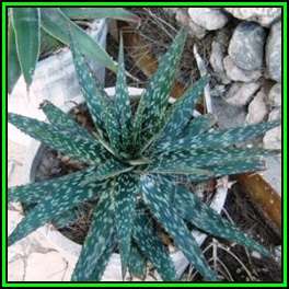Aloe dewetii - De Wet's Aloe Seeds - Indigenous Succulent - Worldwide Shipping, NEW