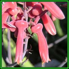 Aloe dewetii - De Wet's Aloe - 10 Seed Pack - Indigenous Succulent - Worldwide Shipping, NEW
