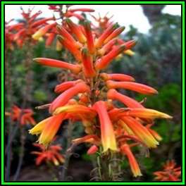 Aloe fosteri Seeds - Fosters Aloe - Indigenous Aloe Succulent - Worldwide Shipping, NEW