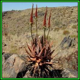 Aloe gariepensis Seeds - Red Flowers - Indigenous Succulent - Worldwide Shipping, NEW