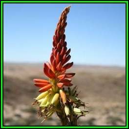 Aloe gariepensis Red Flowers - 10 Seed Pack - Indigenous Succulent - Worldwide Shipping, NEW