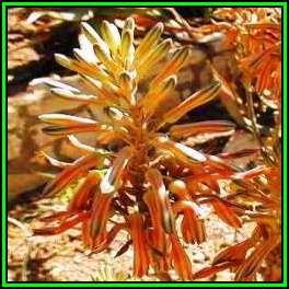 Aloe greatheadii var davyana Seeds - Indigenous Succulent - Worldwide Shipping, NEW