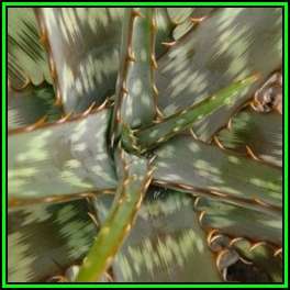 Aloe greenii Seeds - Indigenous Succulent - Worldwide Shipping, NEW