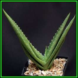 Aloe hahnii Seeds - Indigenous Succulent - Worldwide Shipping, NEW
