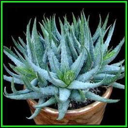 Aloe humilis - Spider Aloe - 10 Seed Pack - Indigenous Succulent - Worldwide Shipping, NEW