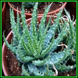 Aloe humilis - Spider Aloe Seeds - Indigenous Succulent - Worldwide Shipping, NEW