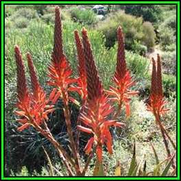 Aloe khamiesensis - Namaqua Aloe - 10 Seed Pack - Indigenous Succulent - Worldwide Shipping, NEW