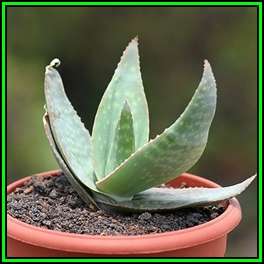 Aloe kouebokkeveldensis - 5 Seed Pack - Indigenous Succulent - Worldwide Shipping, NEW